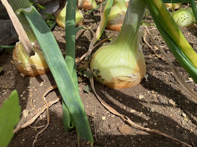 ONION.jpeg