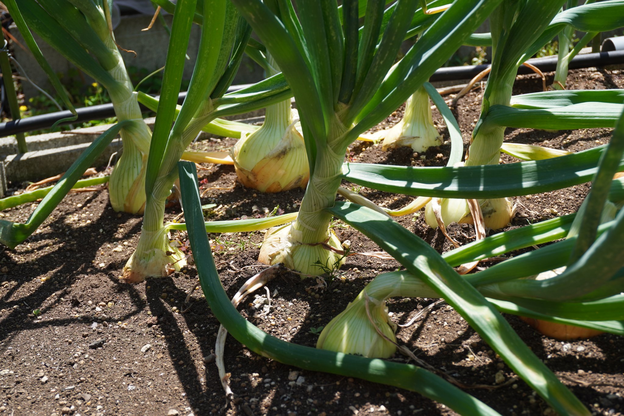 ONIONS.JPG
