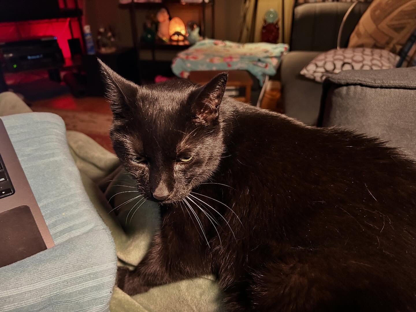 Puddy.jpg