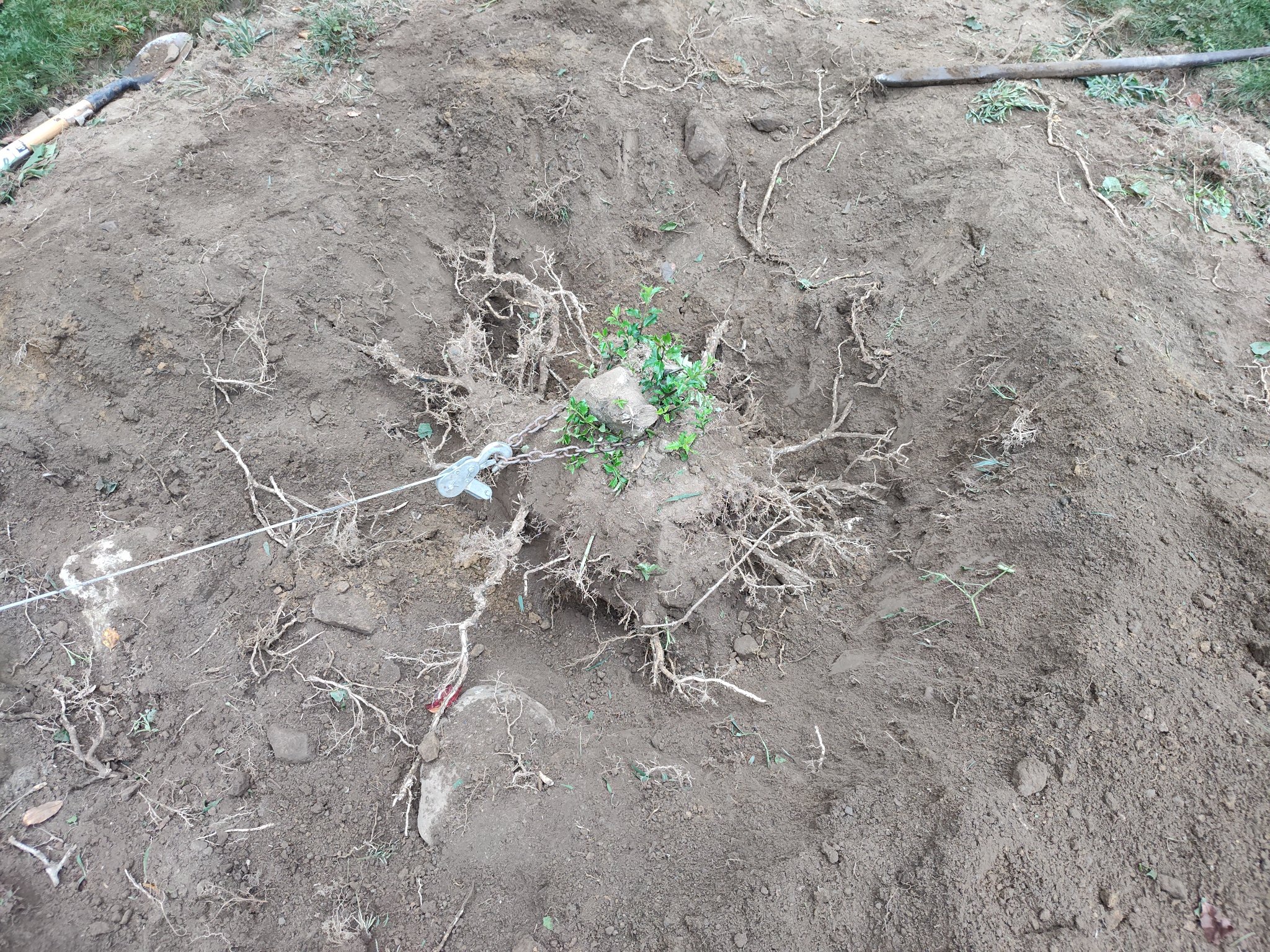 Root_01.jpg