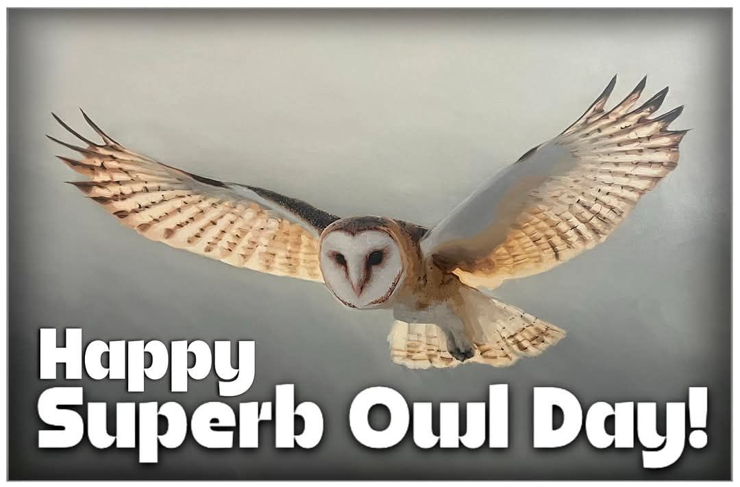 Superb owel day.jpg