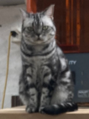 SUPERCAT AT WORK !.JPG