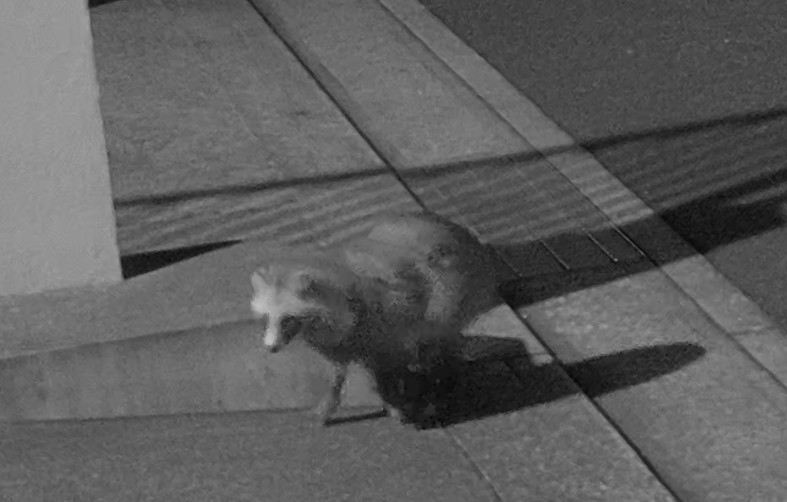 TANUKI.jpg