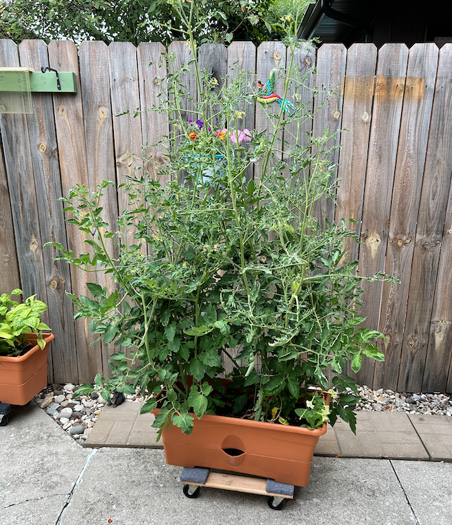 tomaters.png