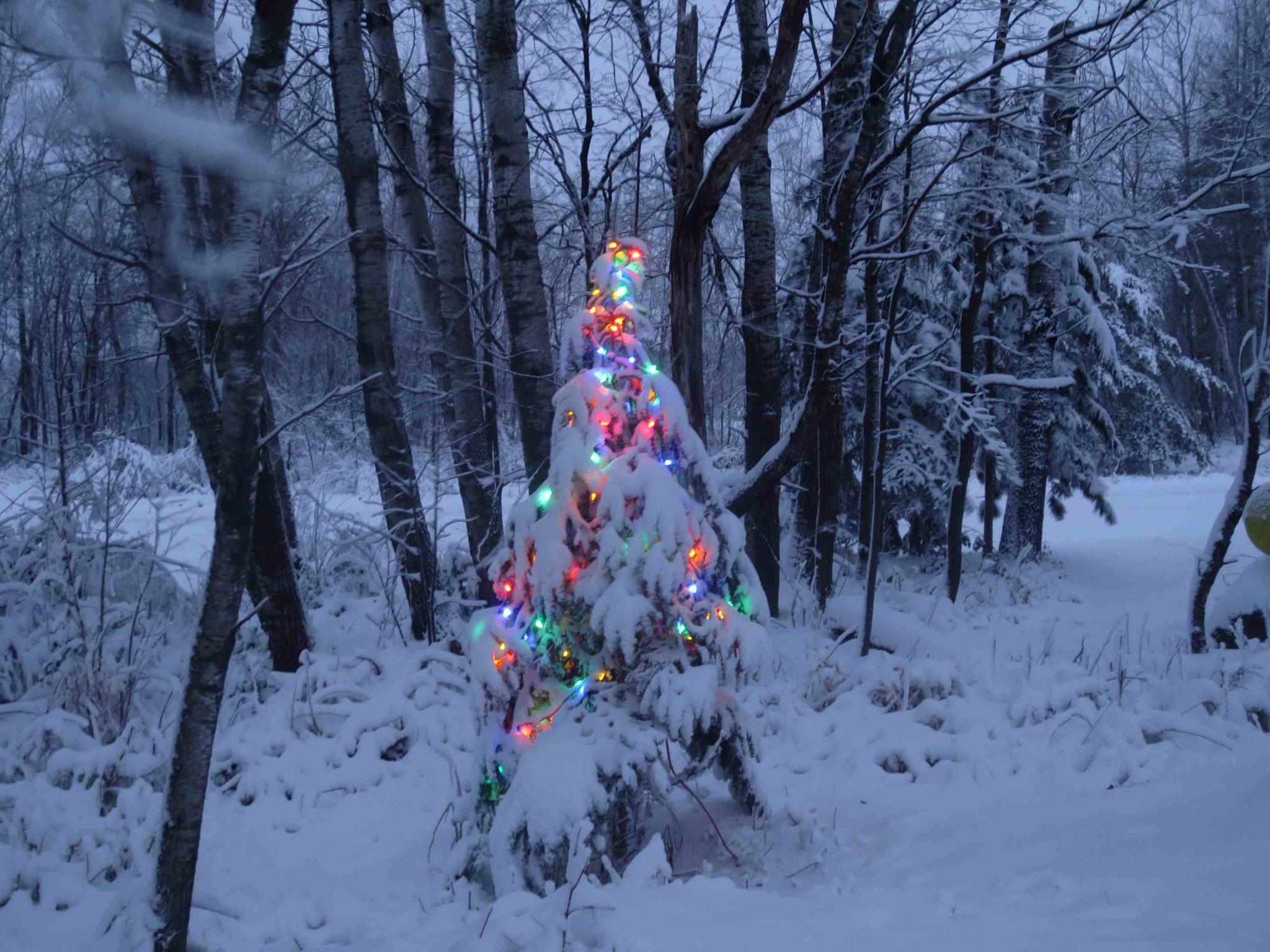 tree1.JPG