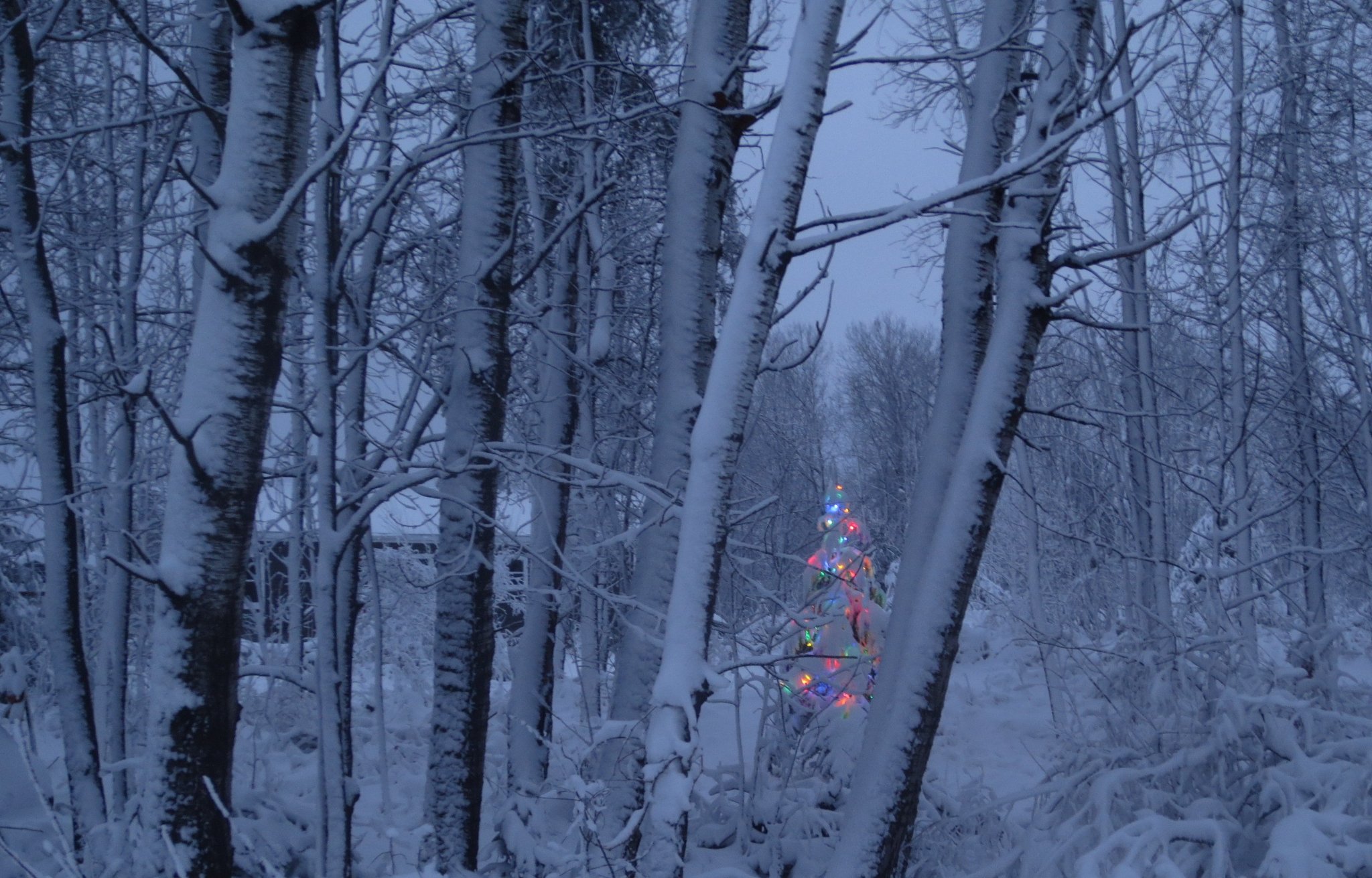 tree2.JPG
