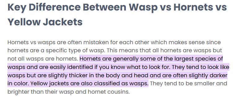wasp.JPG