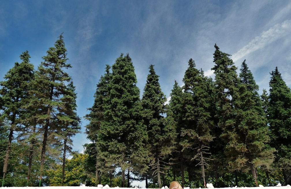 youngsequoias