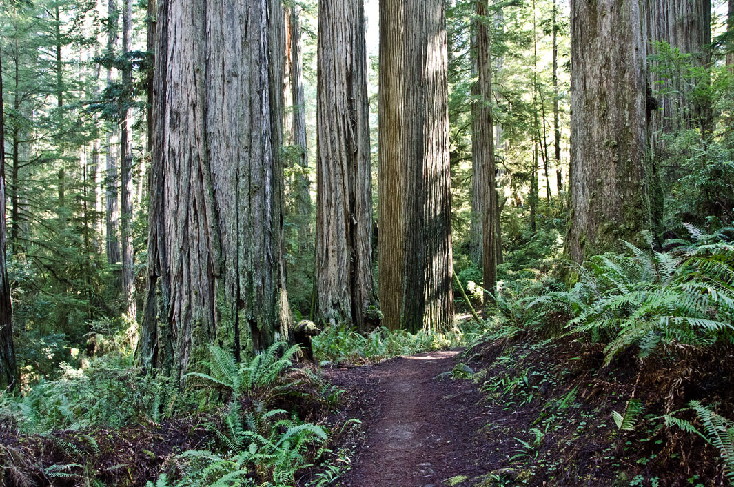 Trail-7.jpg