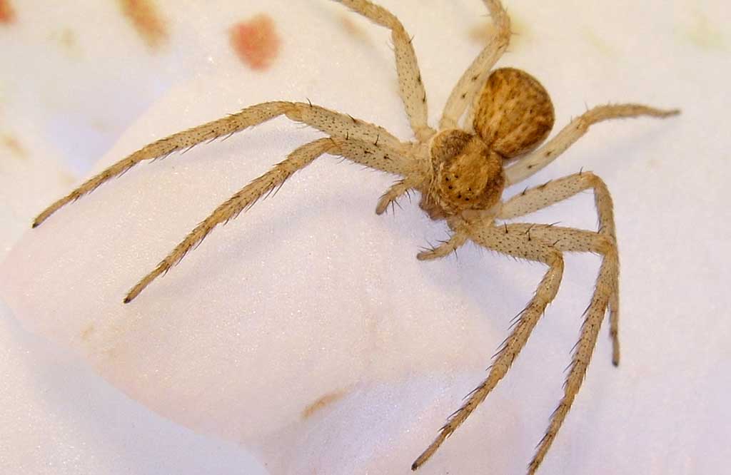 spider.jpg